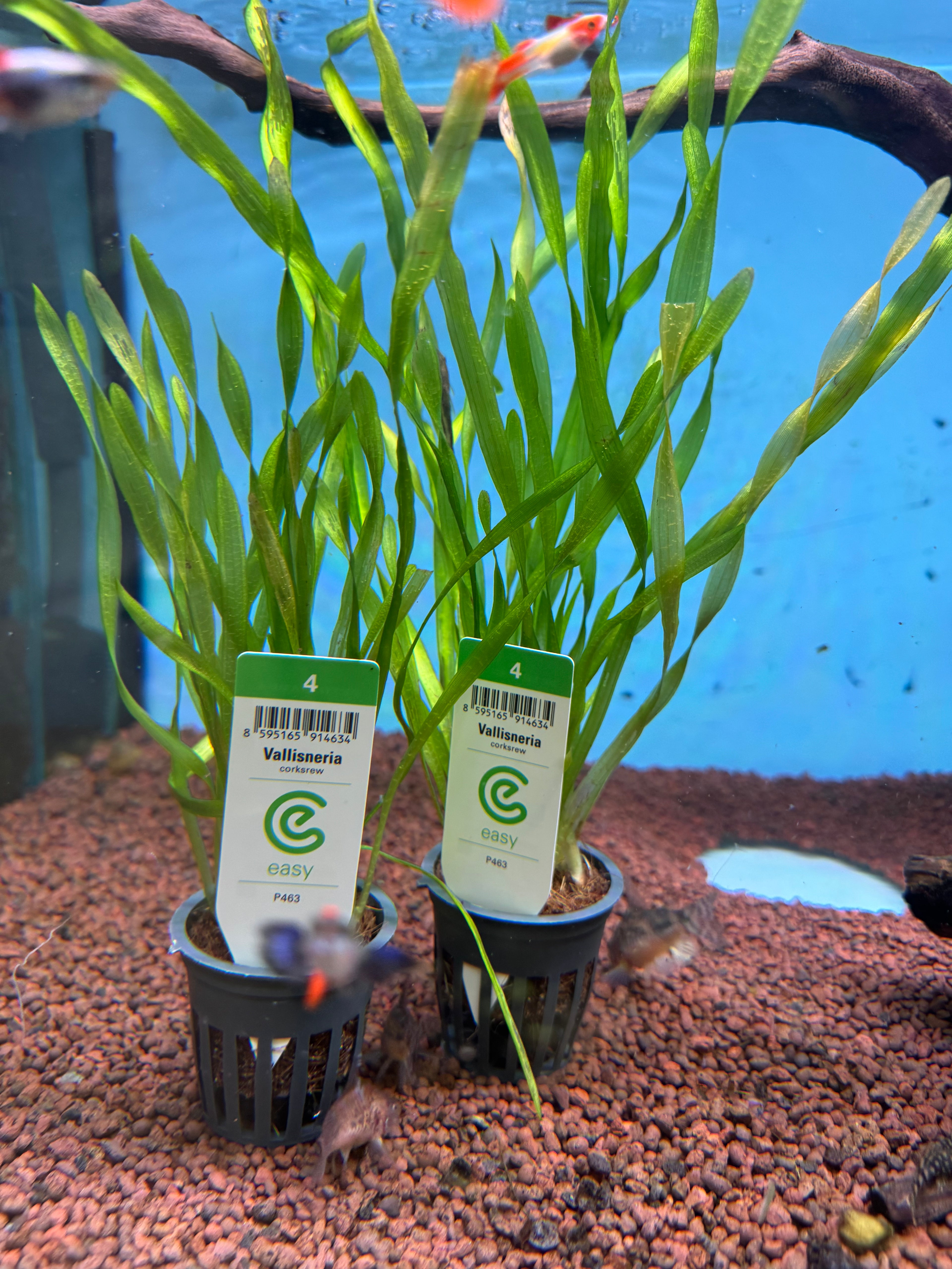 Vallisneria corkscrew