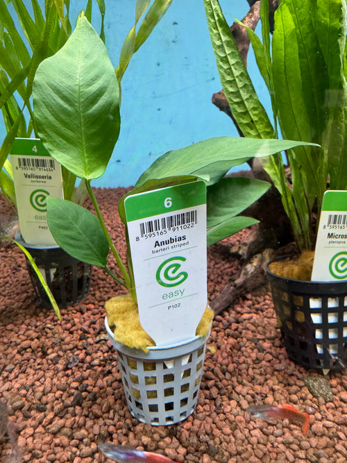 Anubias barteri striped