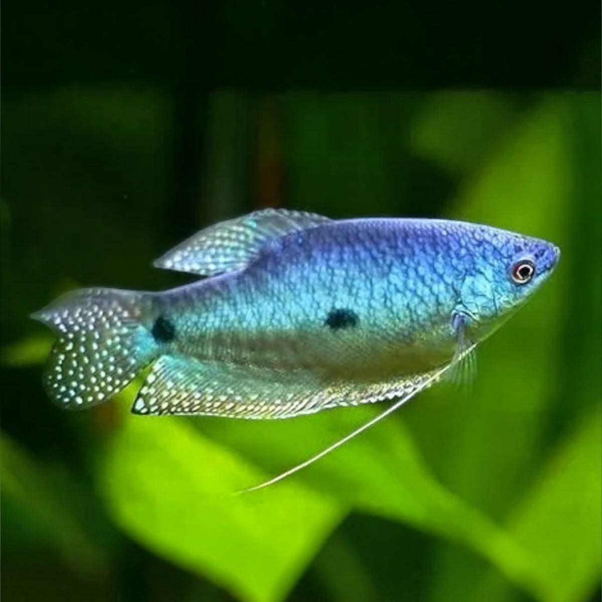 Modri nitkar