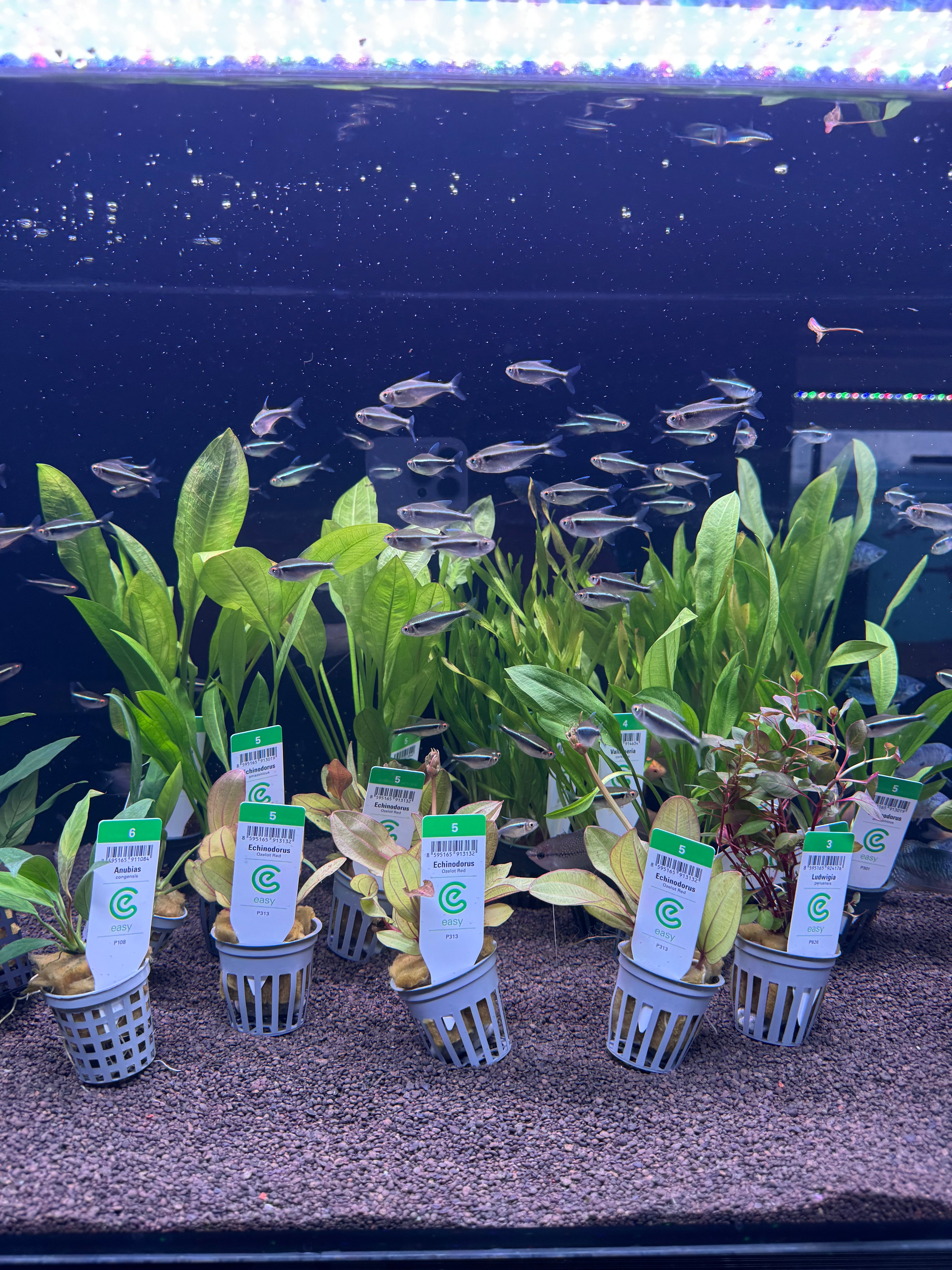 Vallisneria corkscrew