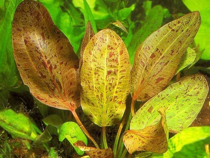 Echinodorus Ozelot Red