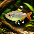 Pristella X-RAY TETRA
