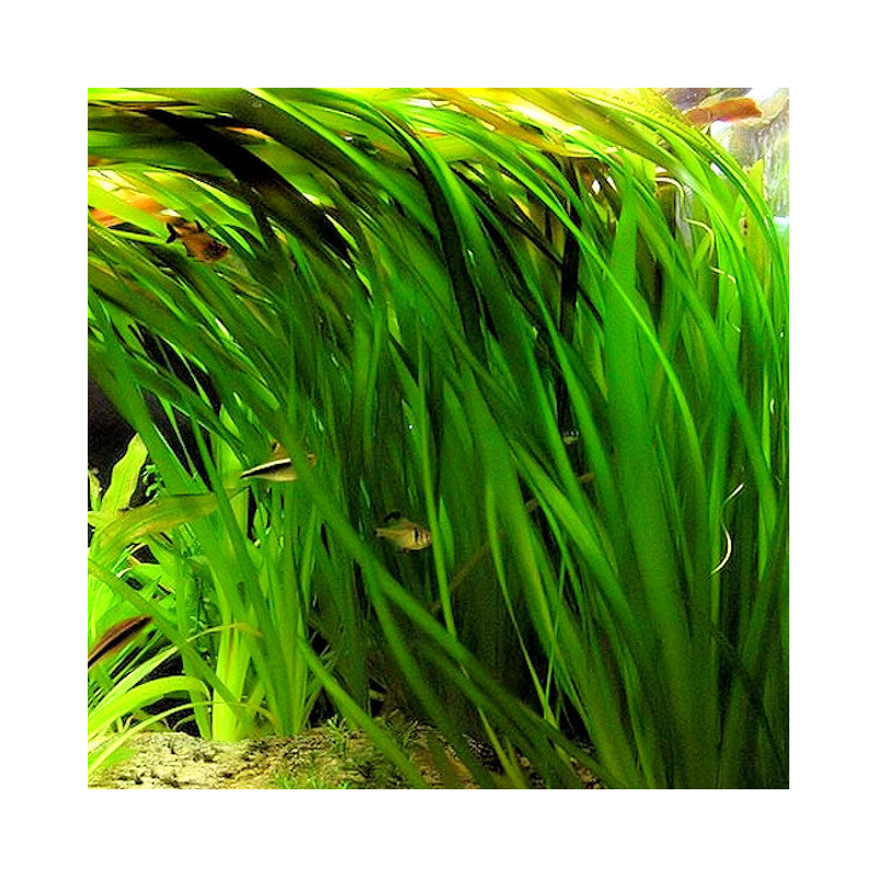 Vallisneria / gigantea