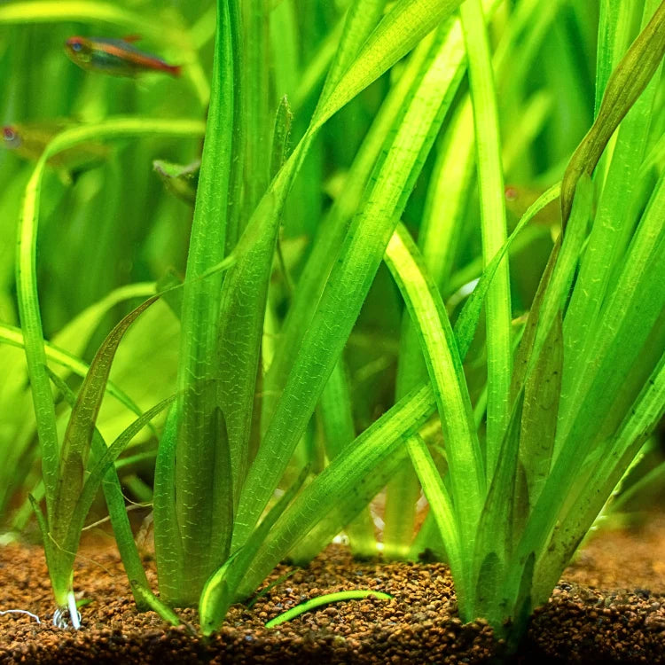 Vallisneria / gigantea