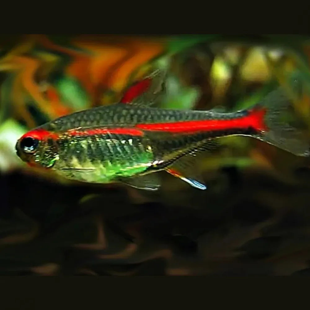 Glowlight Tetra