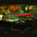 Glowlight Tetra