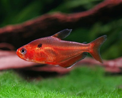 Serpae tetra