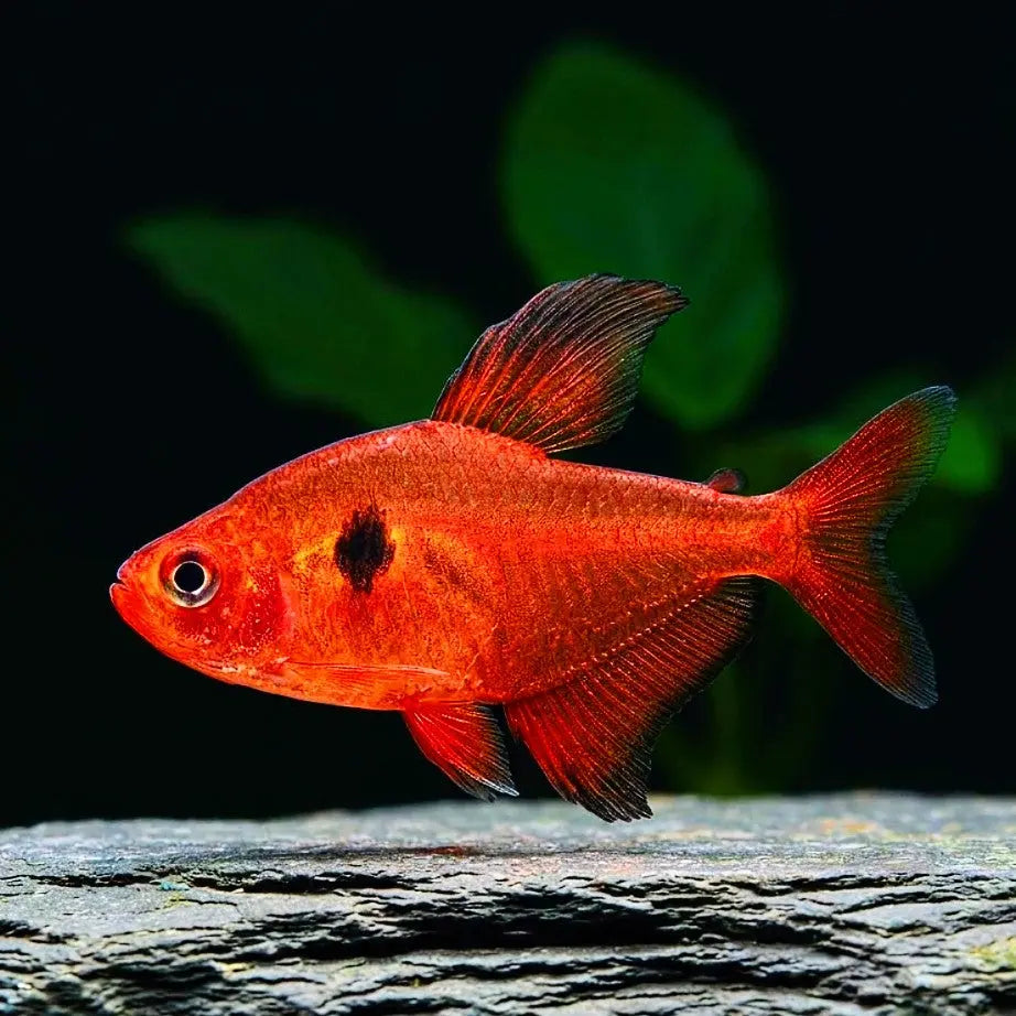 Serpae tetra