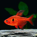 Serpae tetra