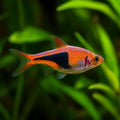 Harlequin Rasbora