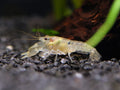 Cambarellus diminutus – pritlikavi akvarijski rak