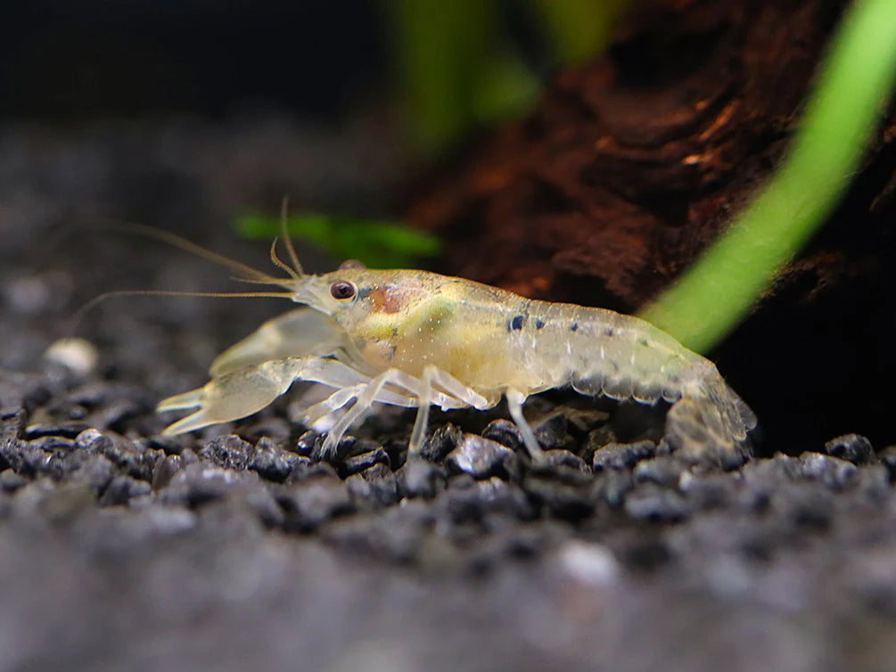Cambarellus diminutus – pritlikavi akvarijski rak