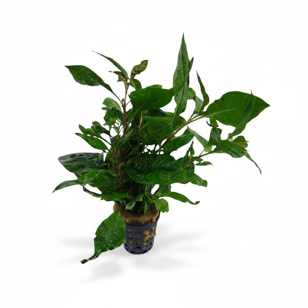 Alternanthera / Bettzikiana