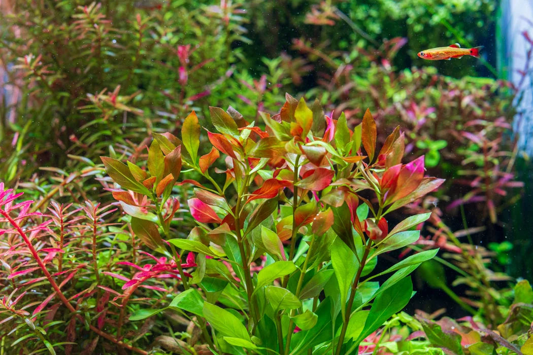 Ludwigia repens