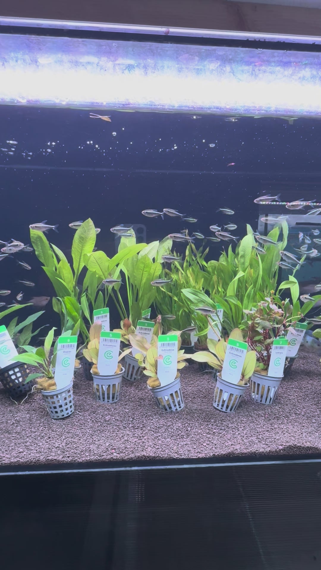 Vallisneria corkscrew