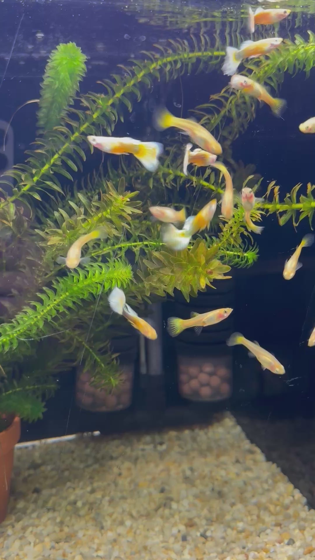 Gupy yellow samec