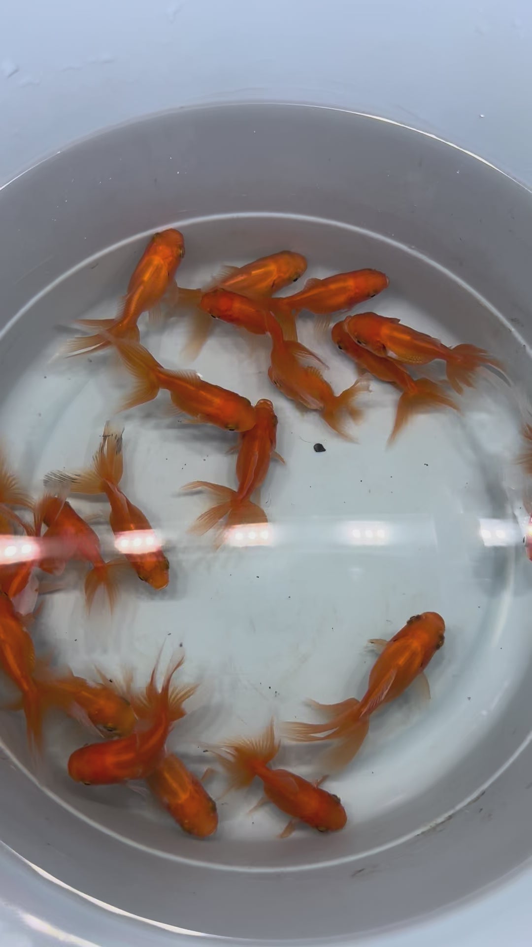 Zlata ribica Oranda Red