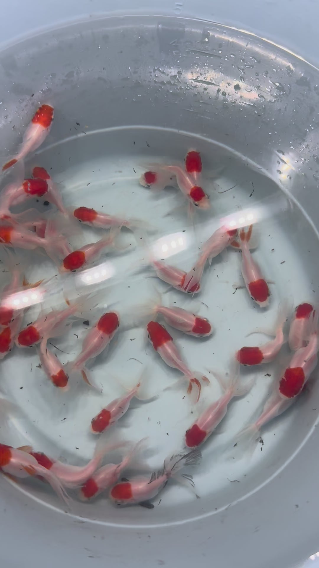 Zlata ribica Oranda Red Cap