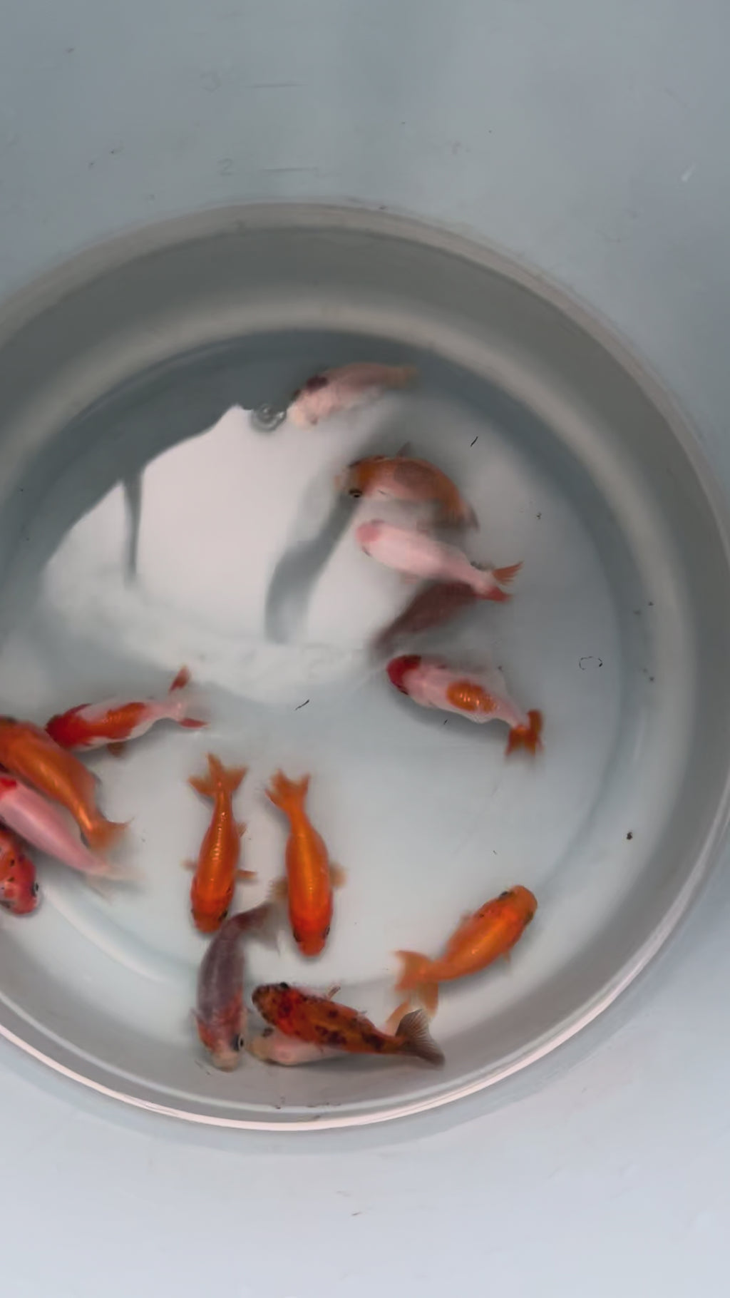 Zlata ribica Ranchu