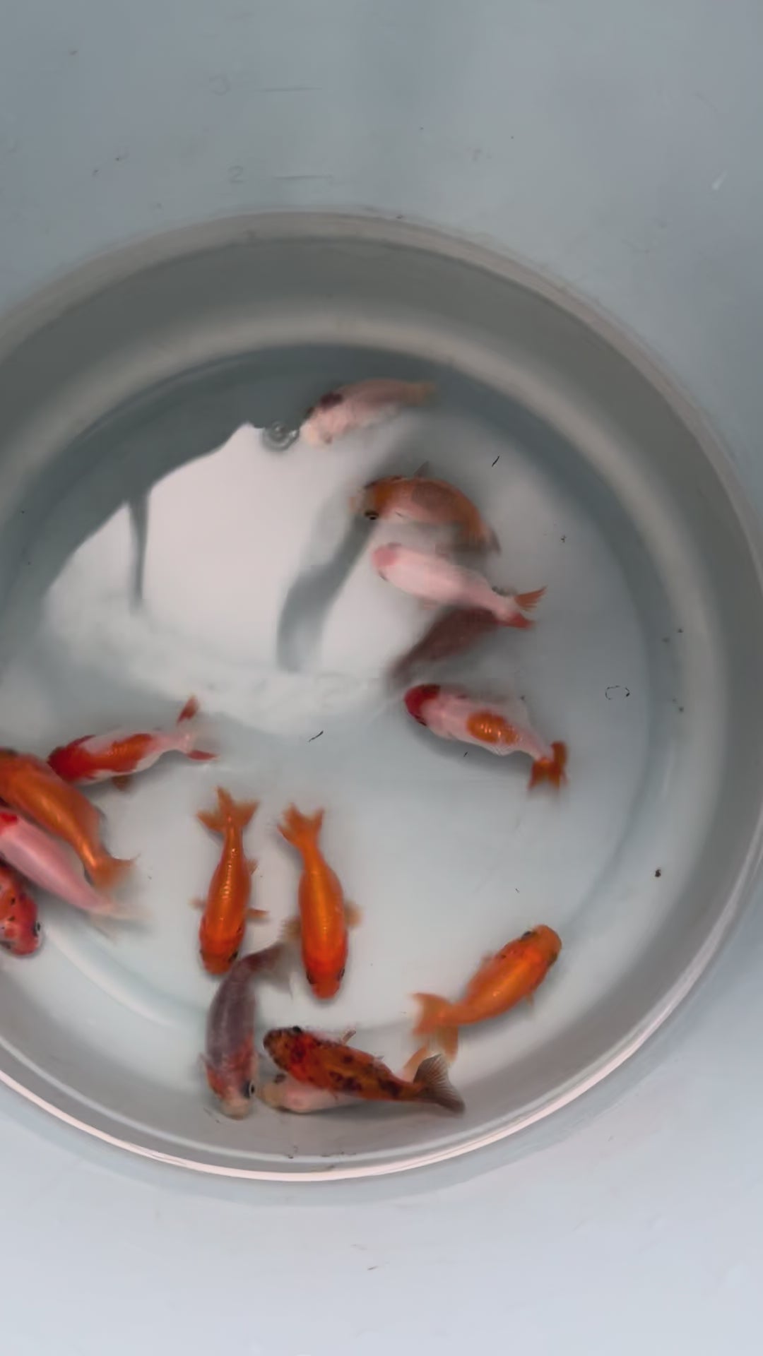 Zlata ribica Ranchu