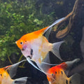 Skalarka Red devil