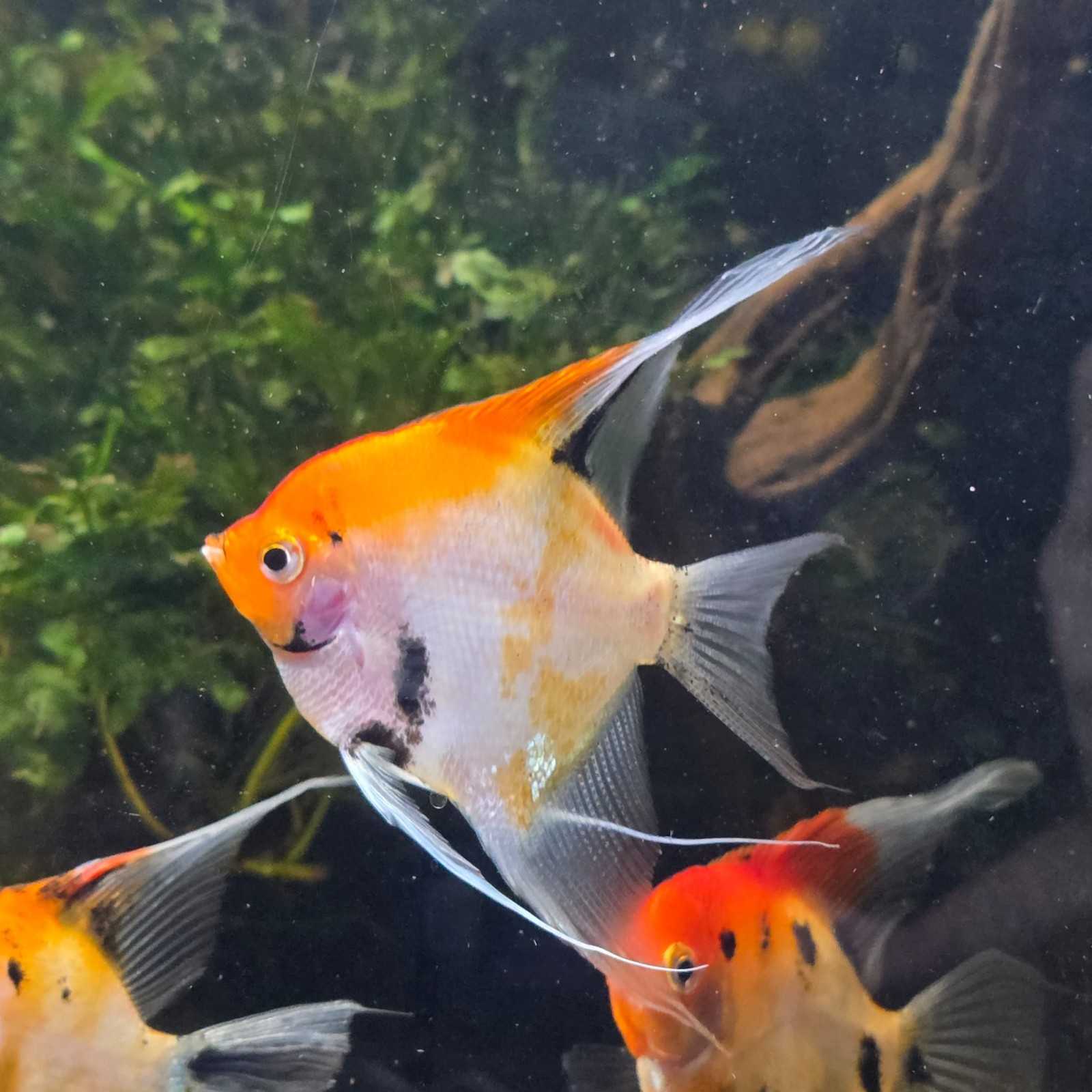 Skalarka Red devil