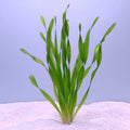 Vallisneria corkscrew