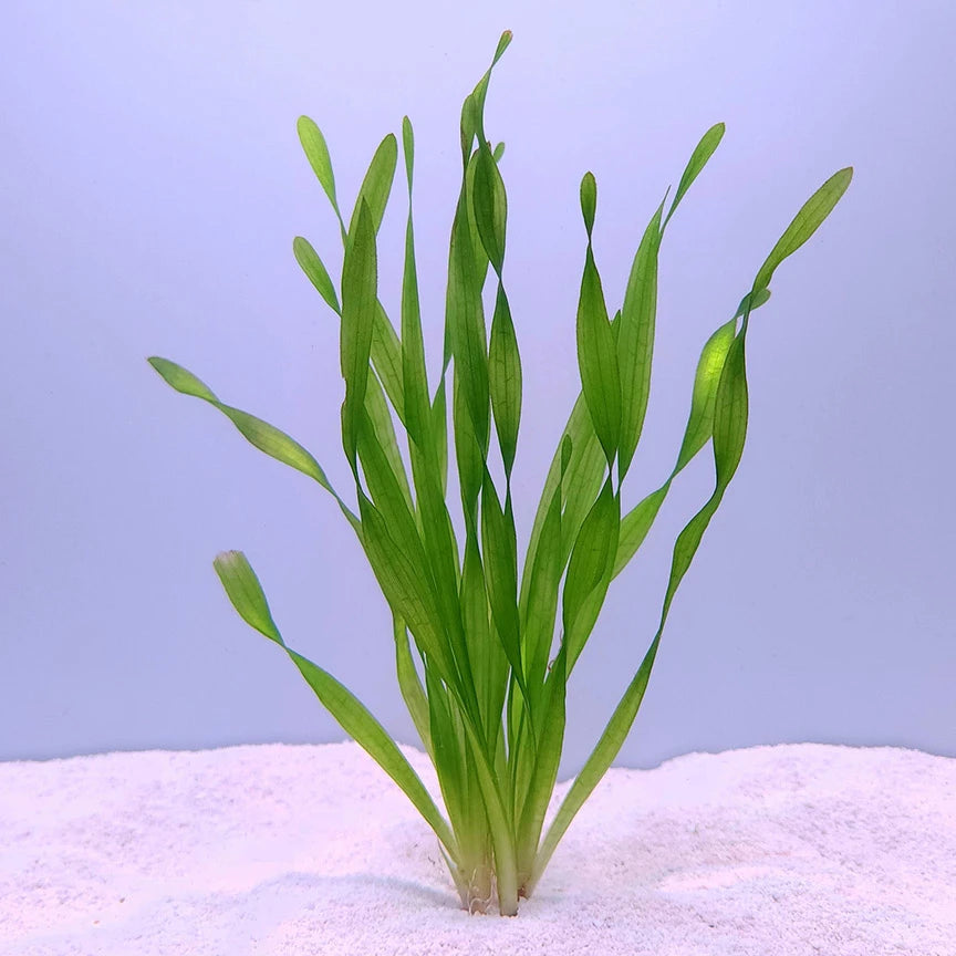 Vallisneria corkscrew