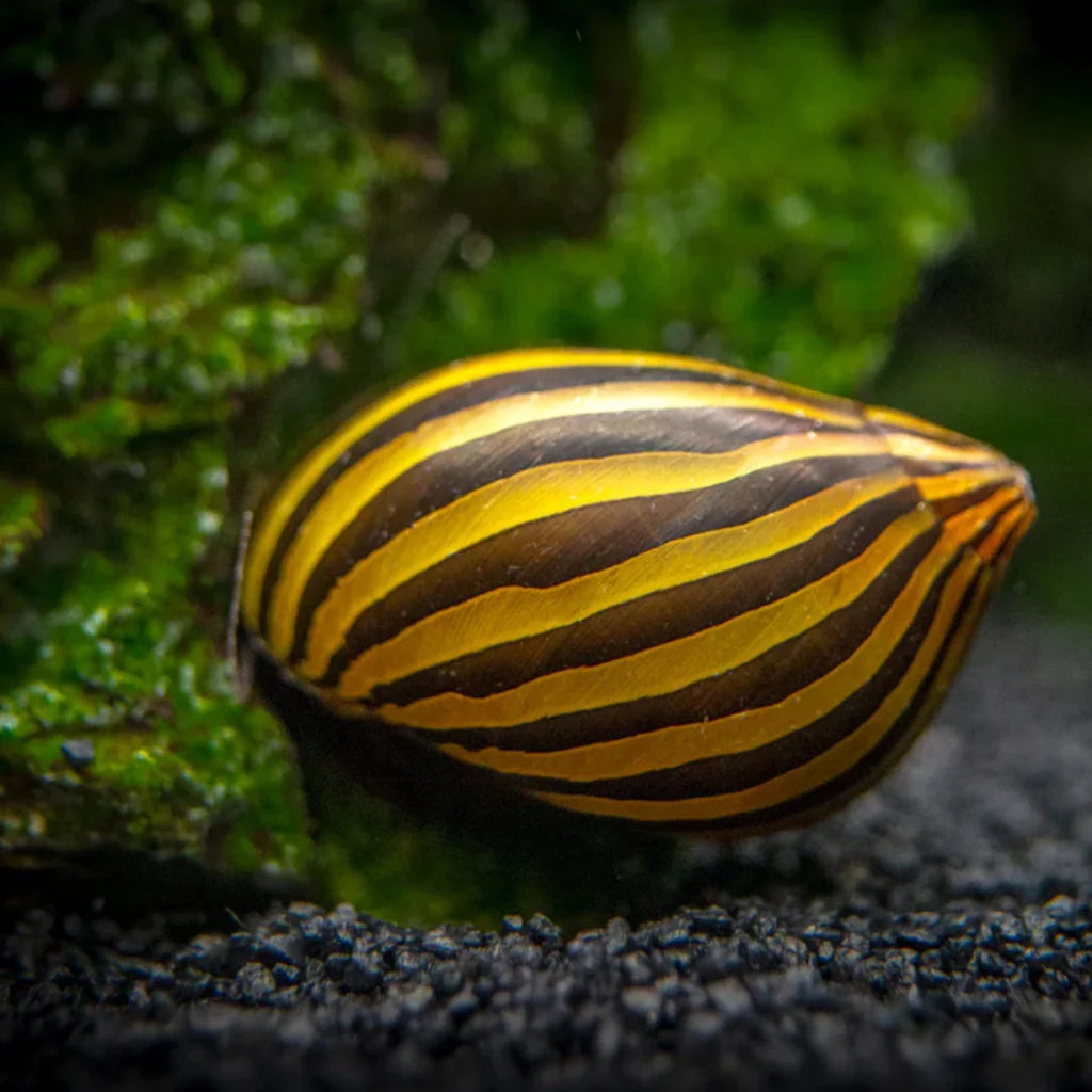 Polžki algojedi Neritina Zebra